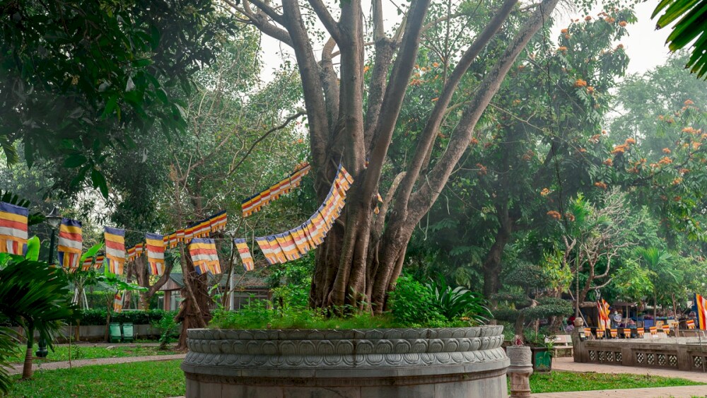 This Bodhi tree was planted in 1958, reinforcing the deep historical and cultural ties between Vietnam and India